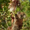 Koala - Phascolarctos cinereus o3268